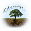 Devis Abattage arbres Elagage et taille des arbres