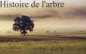 Histoire de l'arbre