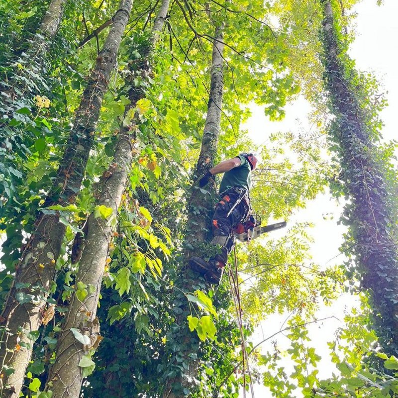 Devis Création de chemins d'accès