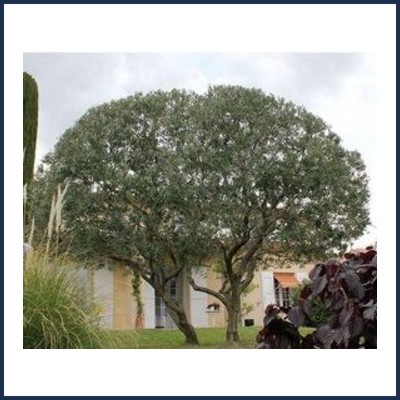 Amamelis Paysage
