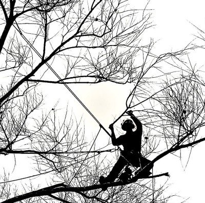 Envie d'Arbres 
