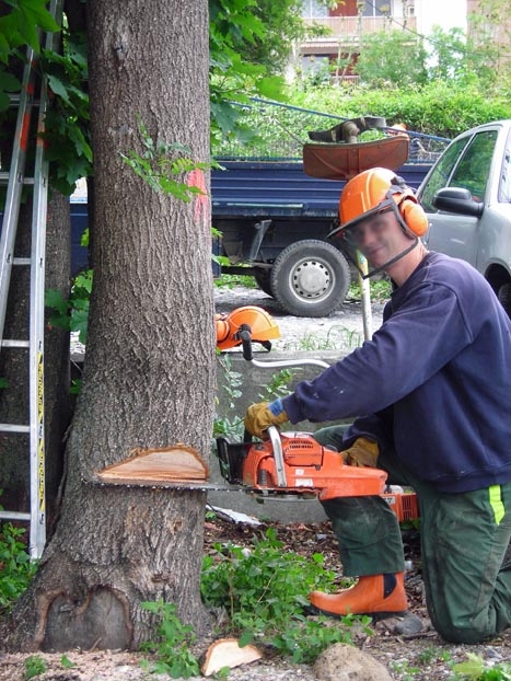 Travaux forestiers, abattage et débroussaillage