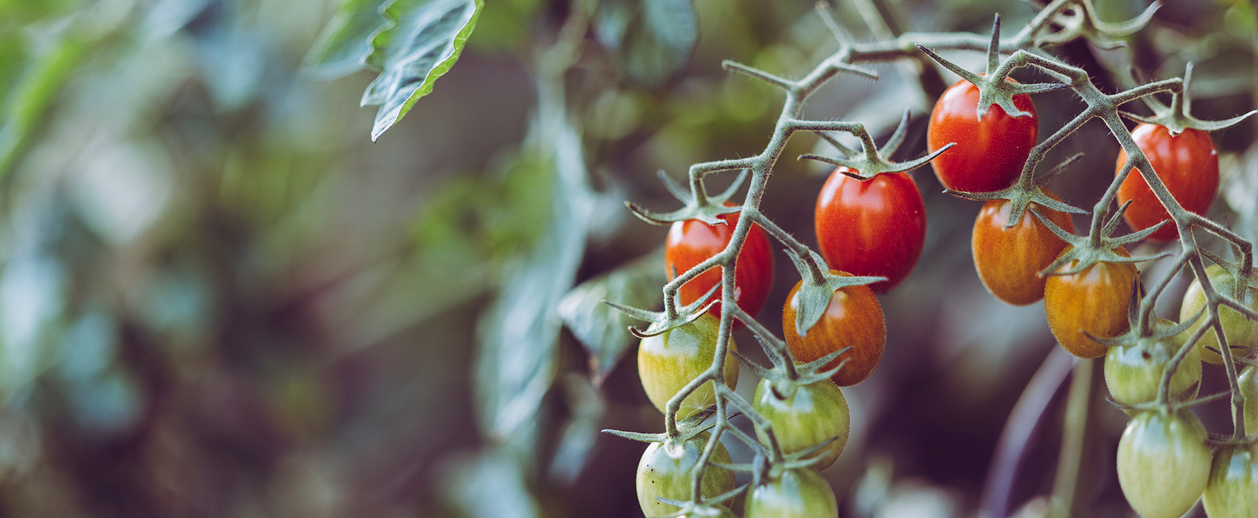 Que faire au jardin en juillet ? 